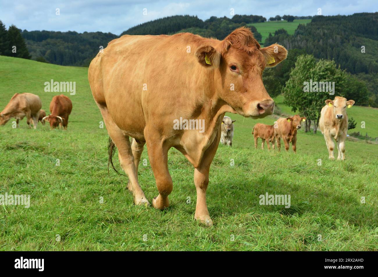 Cattle, cows, and calves and a beautiful life on a pasture Stock Photo ...