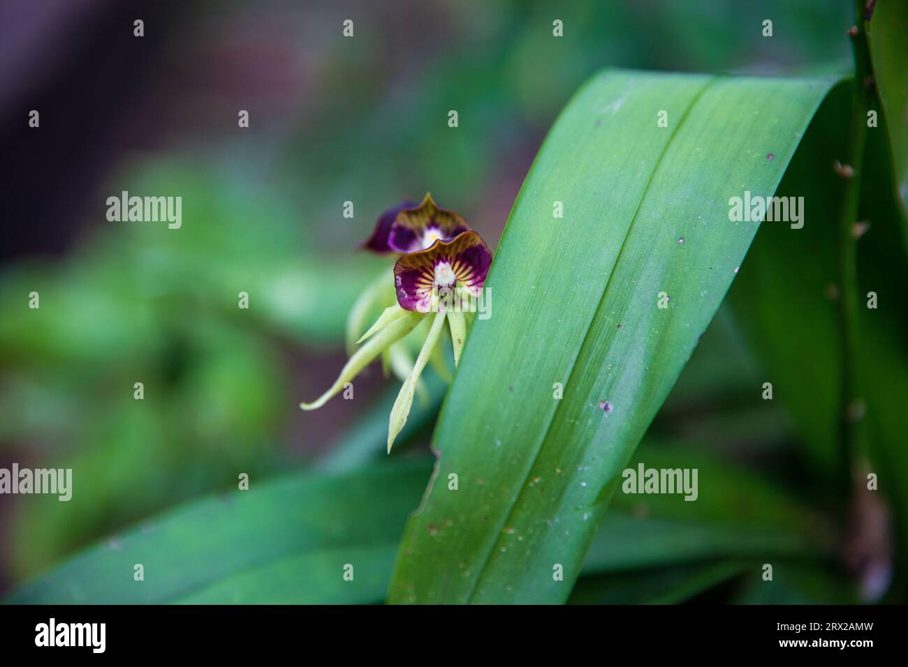 Orchidea nera (Encyclia cochleata). El Cielo riserva. Tamaulipas