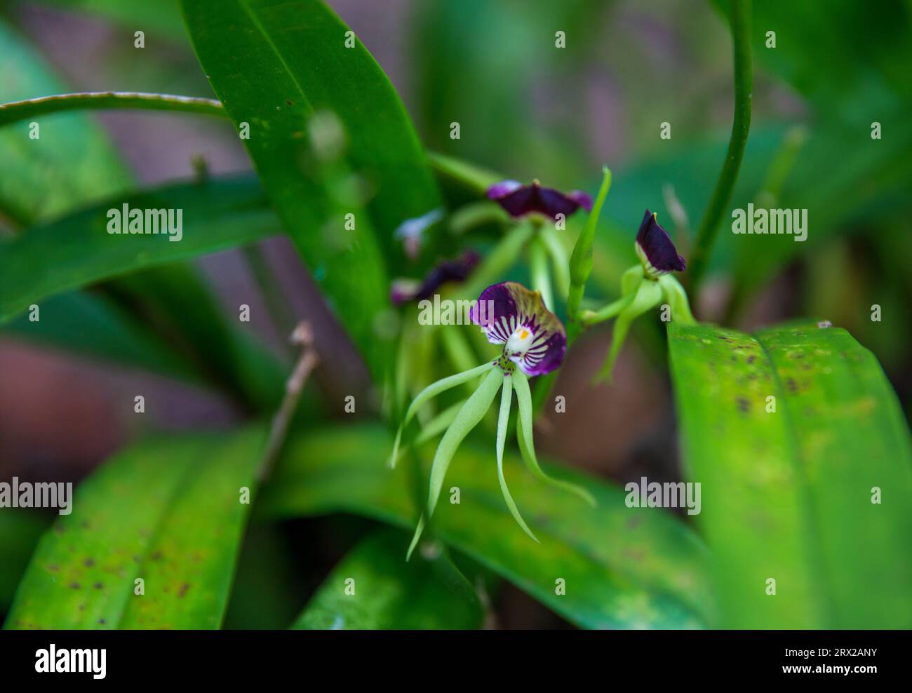 Belize National Flower called the Black Orchid Stock Photo Alamy