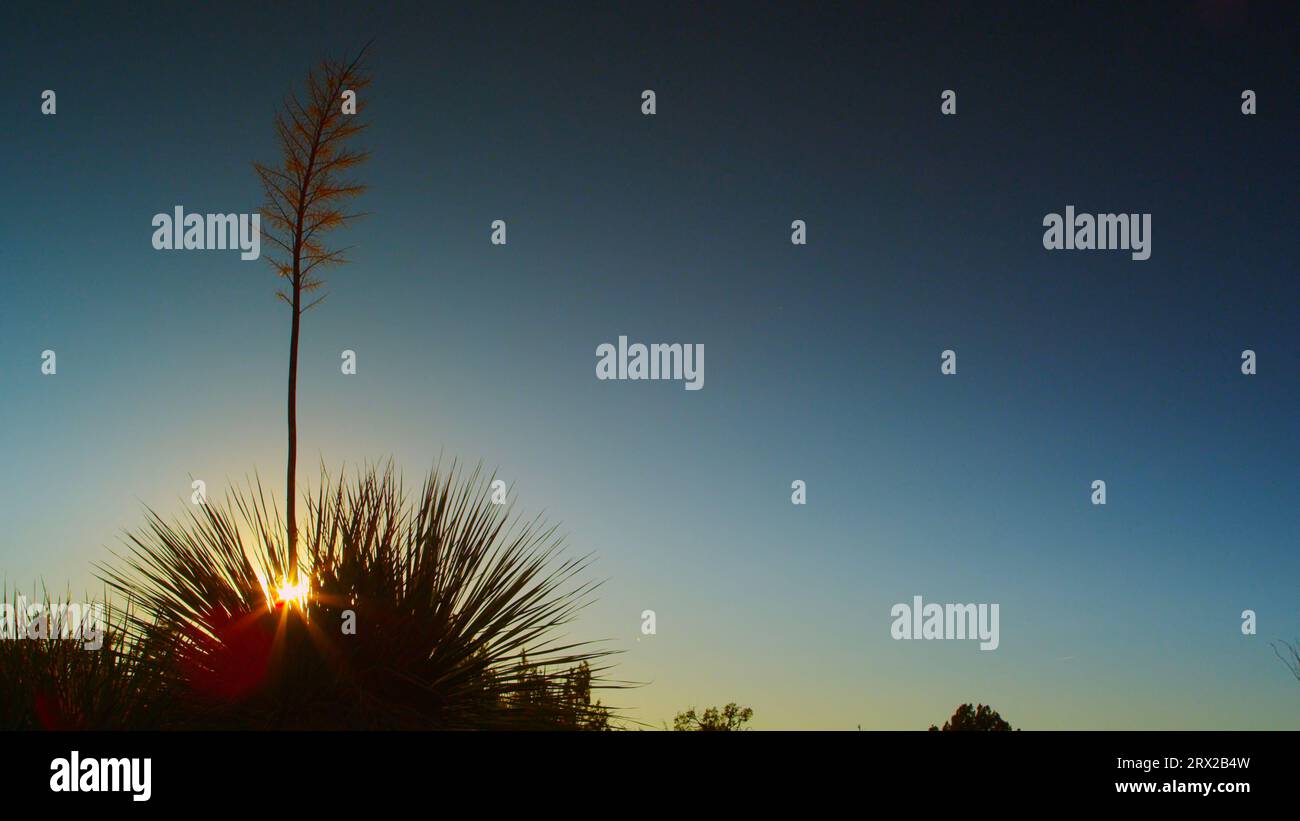 Soaptree Yucca with a crystal clear evening sky in Arizona’s Sonoran Desert. Stock Photo