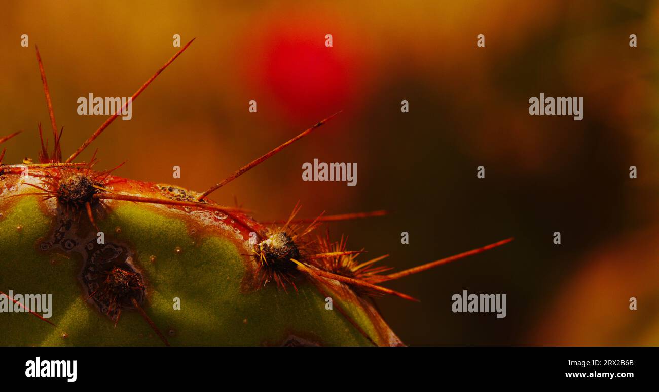 Beavertail prickly pear cactus amongst other flowering and blooming cacti in Arizona's Sonoran Desert. Stock Photo