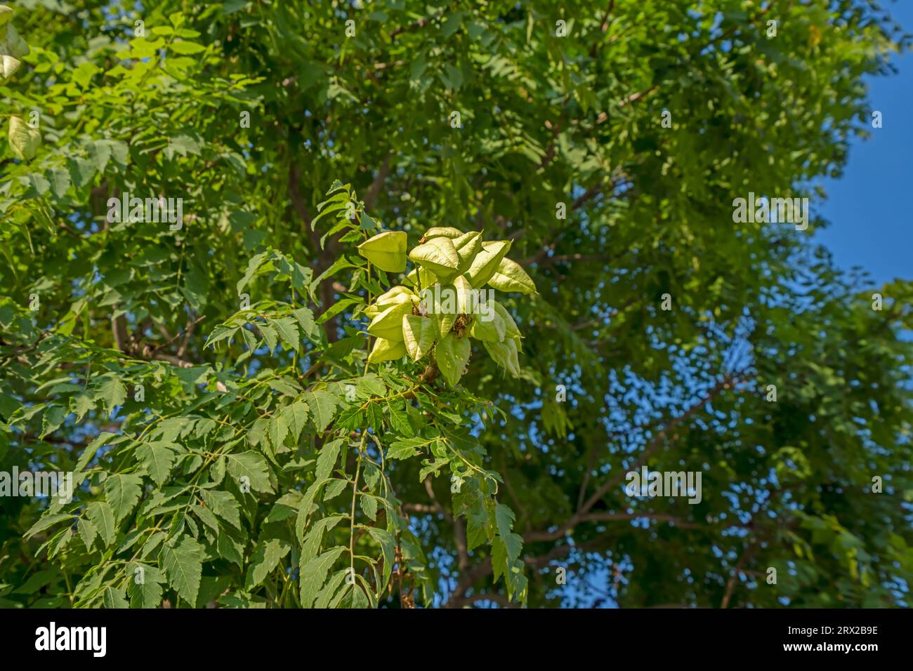 Luan tree hi-res stock photography and images - Alamy