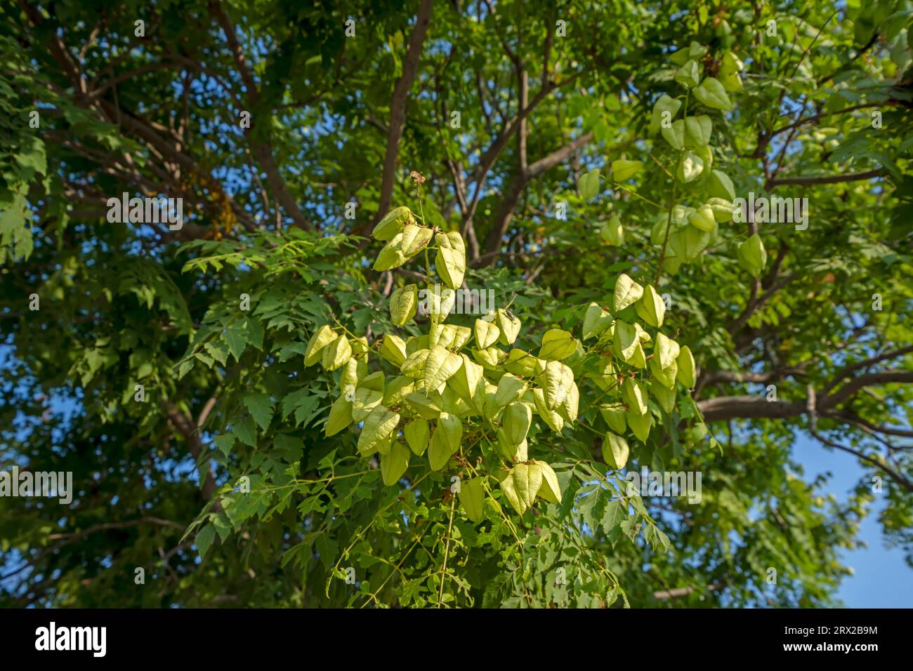 Luan tree hi-res stock photography and images - Alamy