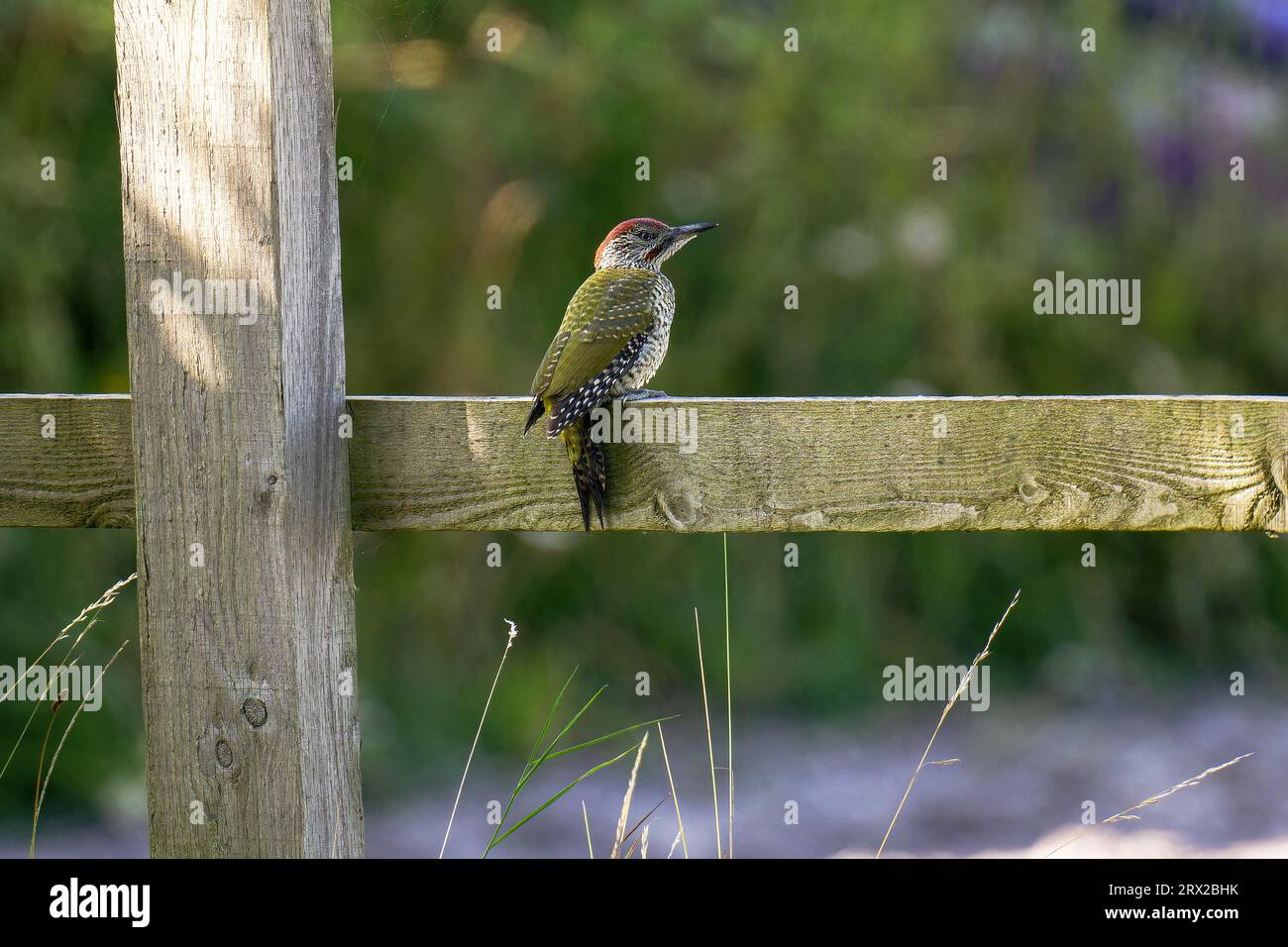 European juvenile green woodpecker-Picus viridis. Stock Photo