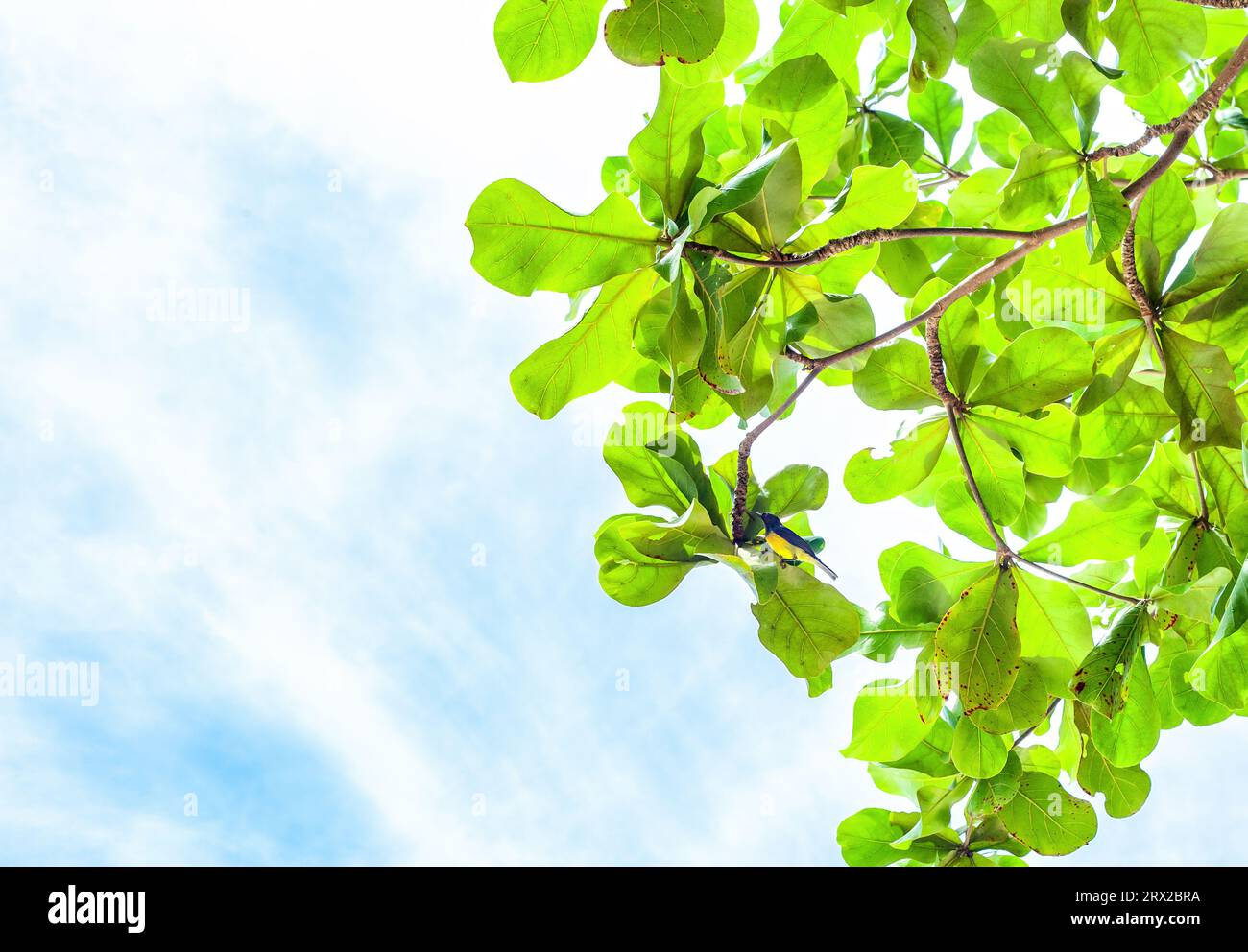Dipterocarpus tuberculatus Roxb tree and Olive-backed sunbird in green leaves by blue sky. Red-throated Sunbird or Anthreptes rhodolaemus sitting on b Stock Photo