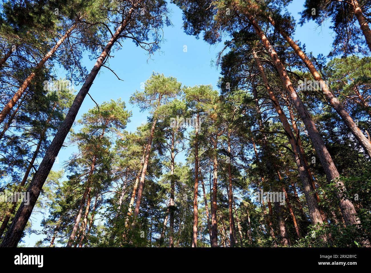View from below of pine trees. Pine forest and blue sky Stock Photo - Alamy