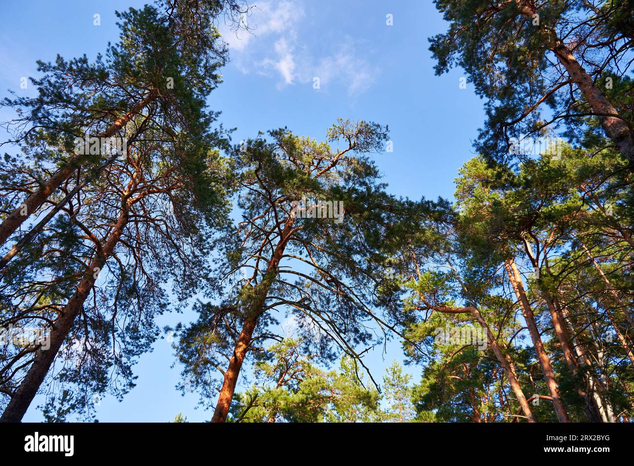 Bottom view big pine hi-res stock photography and images - Alamy