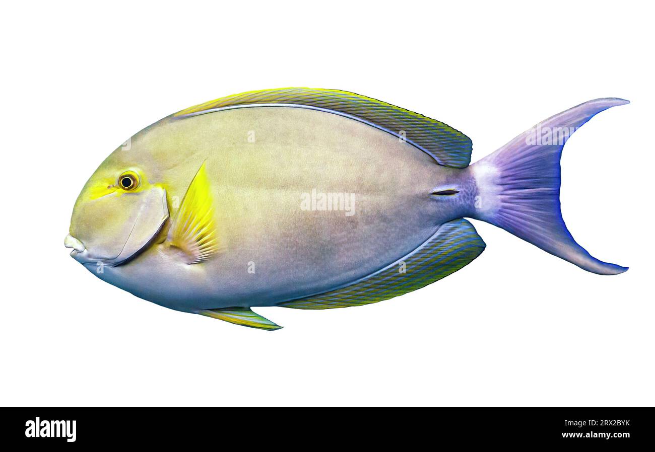 Yellowfin surgeonfish isolated on white background. Acanthurus xanthopterus fish swimming cutout icon, side view. Colorful tropic Cuviers surgeon fish Stock Photo