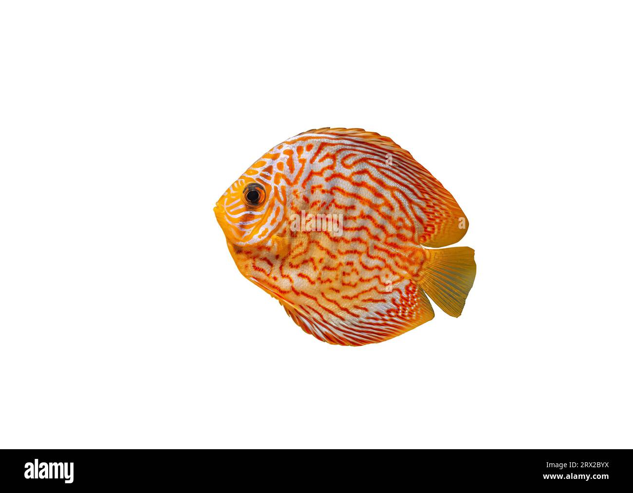 Pompadour small fish isolated on white background. Red Symphysodon discus striped fish cut out icon, side view. Cute aquarium freshwater orange fish c Stock Photo