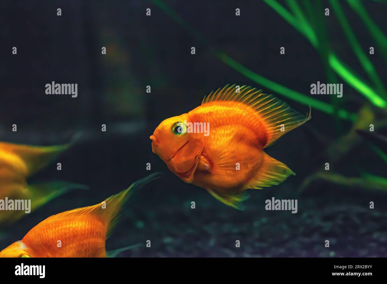 Blood parrot cichlid fish swimming in aquarium. Heart parrot swims in fishtank. Funny cute