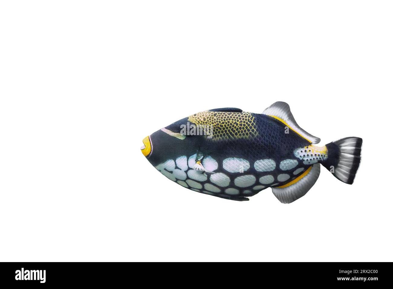 Big Clown Triggerfish isolated on white background. Colorful clownfish swimming cut out icon, side view. Balistoides conspicillum marine tropic fish c Stock Photo