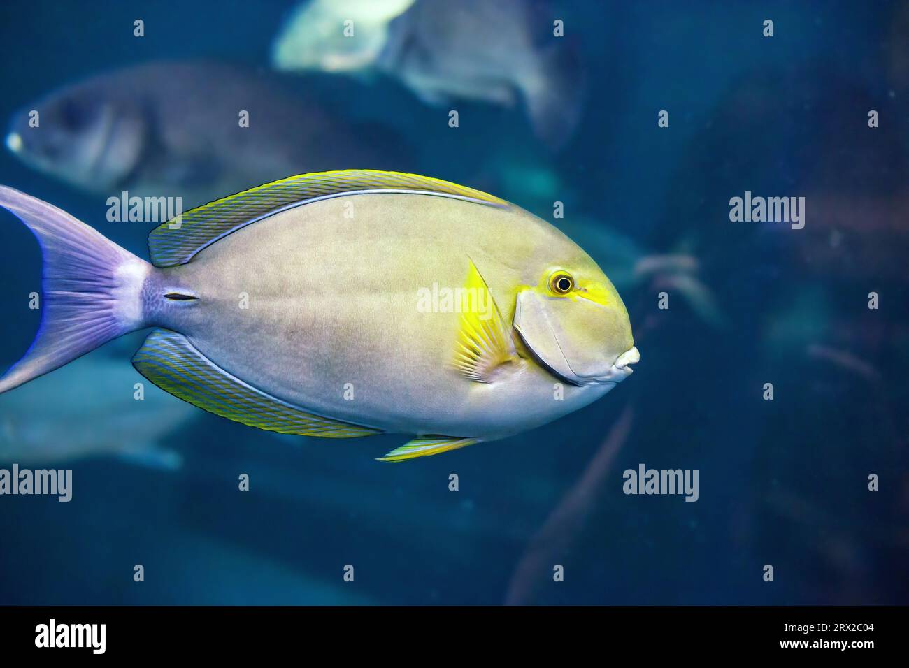 Yellowfin surgeonfish swimming in sea. Acanthurus xanthopterus fish swims in aquarium. Colorful Cuviers surgeon fish in deep ocean, side view Stock Photo