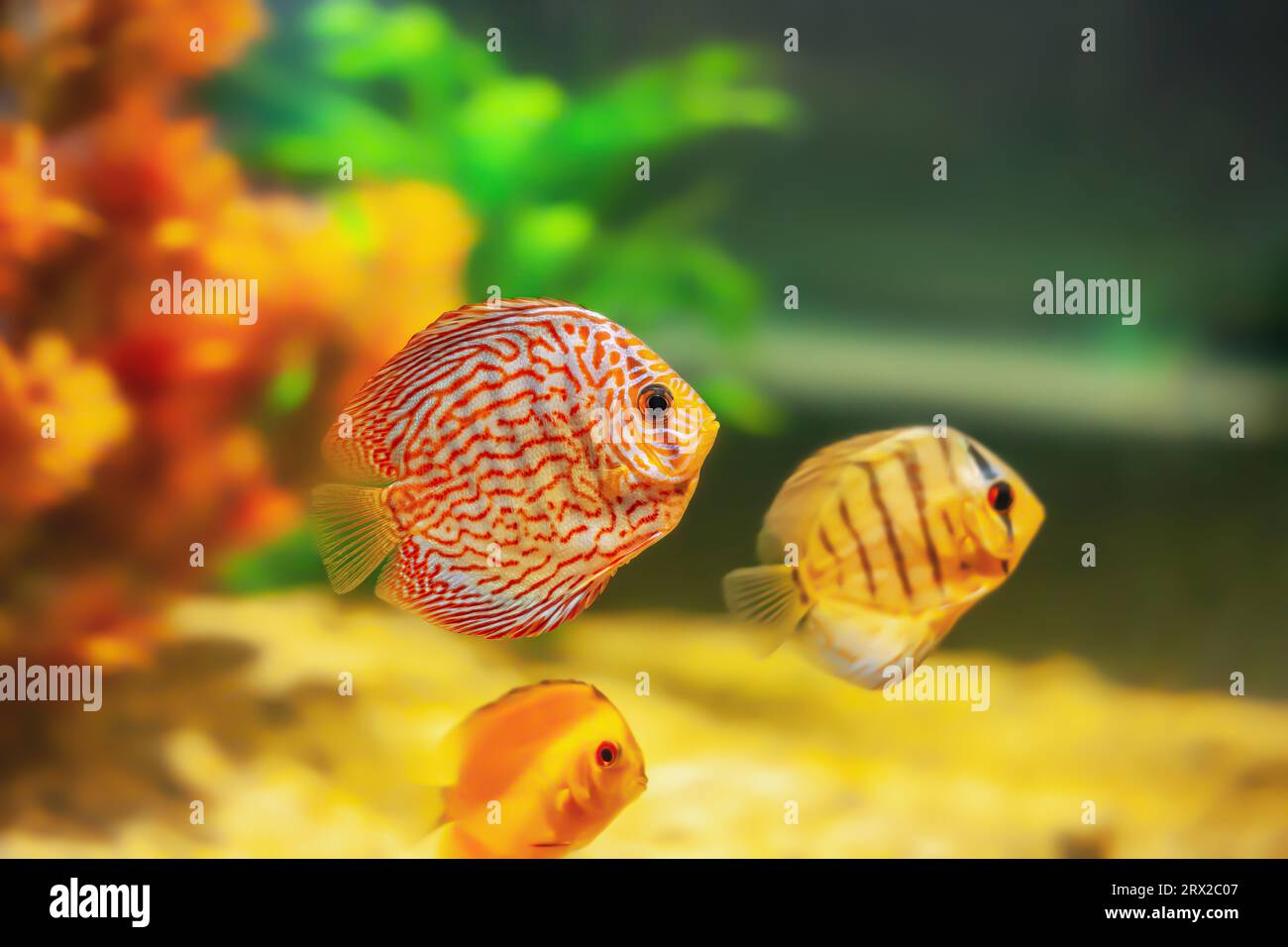 Pompadour small fish swimming in aquarium. Red Symphysodon discus swims in fishtank, side view Stock Photo