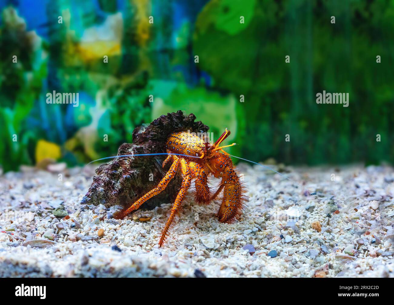 Red hermit crab in white shell hi-res stock photography and images - Alamy