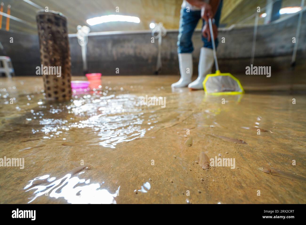 Cleaning fish fry fry hi-res stock photography and images - Alamy