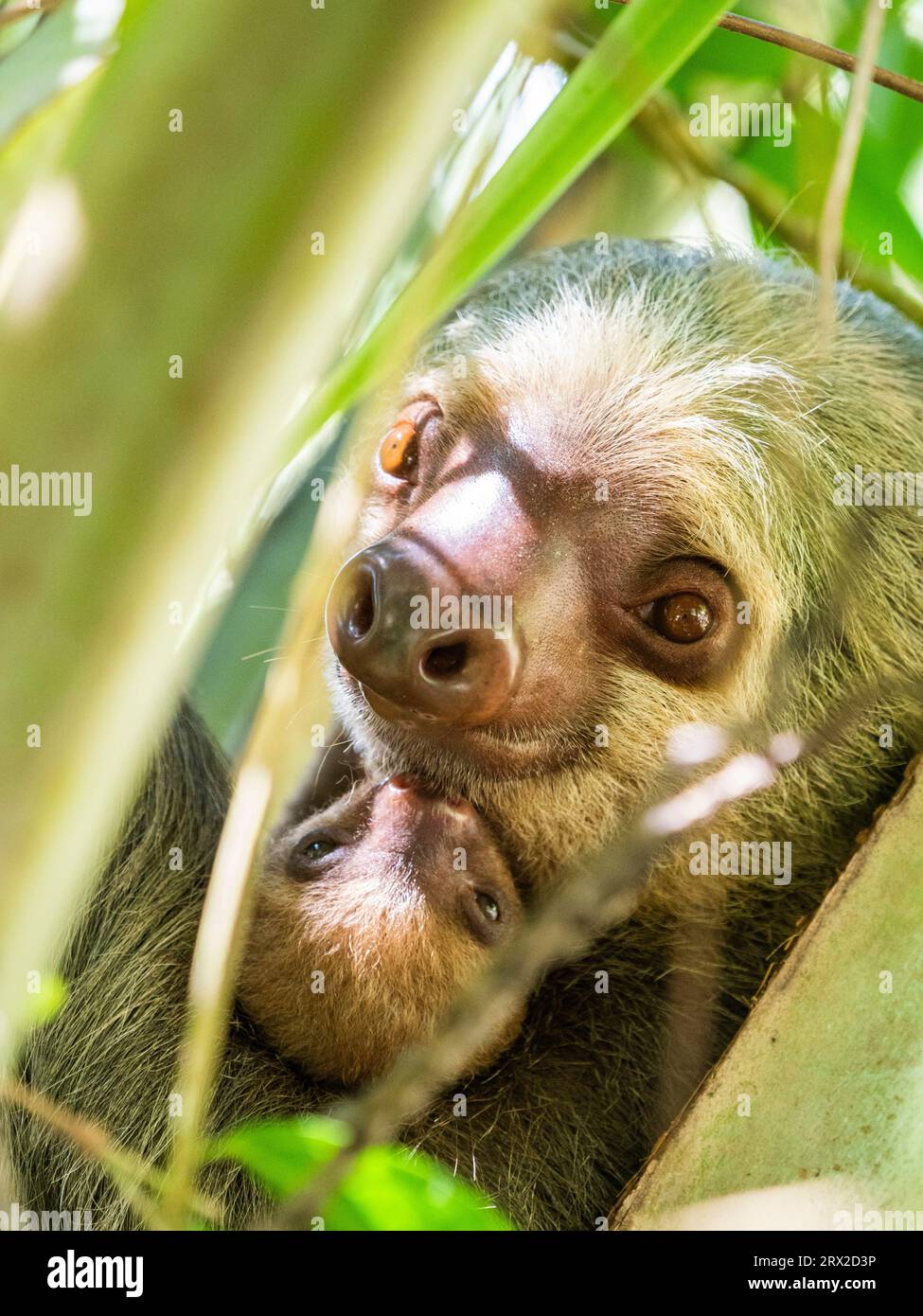 An adult mother and her young Hoffmann's two-toed sloth (Choloepus hoffmanni) in a tree at Playa Blanca, Costa Rica, Central America Stock Photo