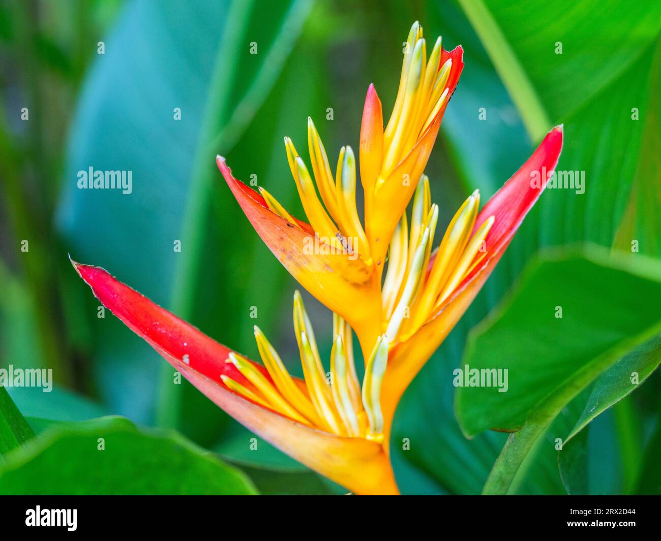 A parrot’s beak heliconia (Heliconia psittacorum) growing in the rainforest at Playa Blanca, Costa Rica, Central America Stock Photo