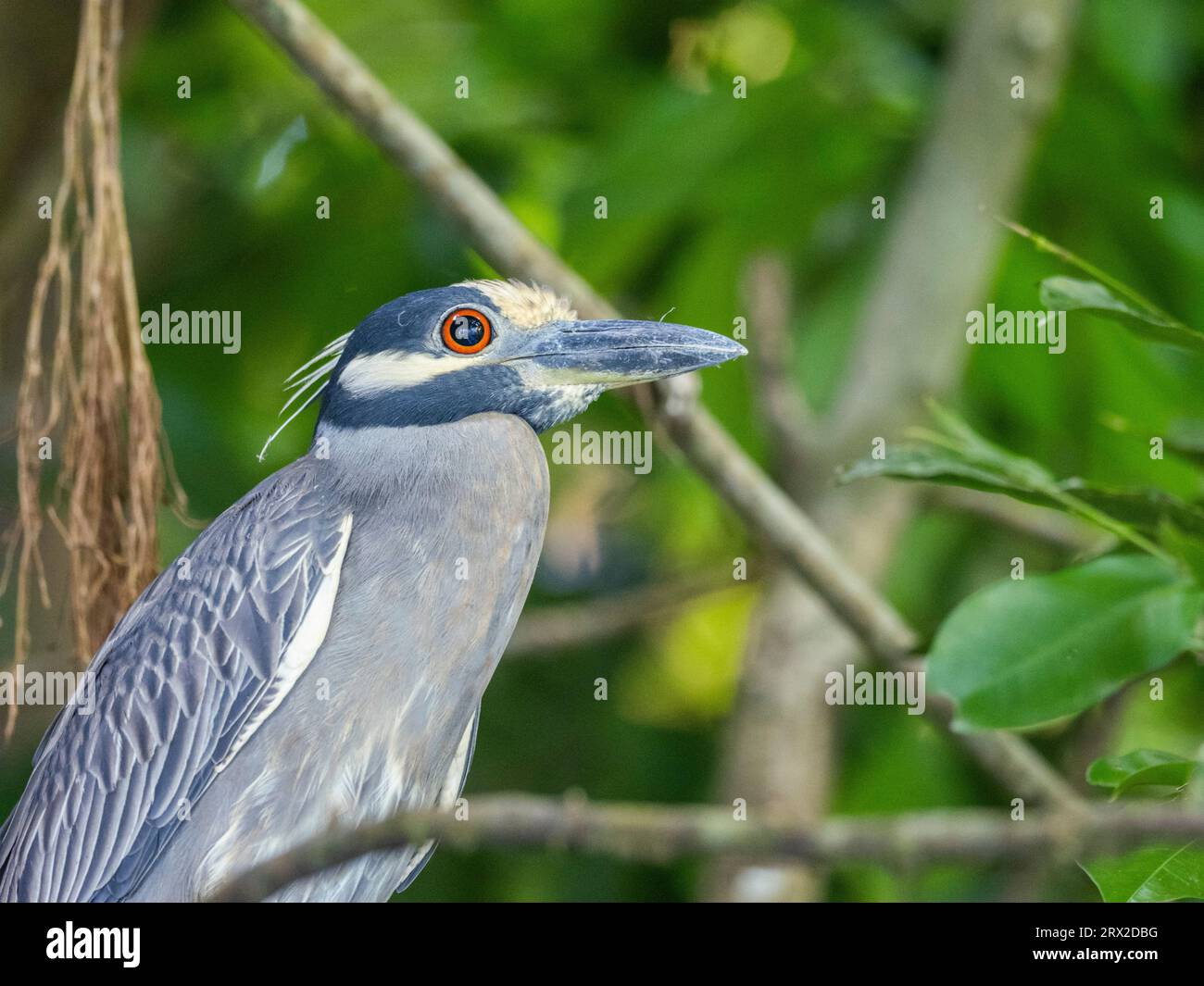 An adult yellow-crowned night heron (Nyctanassa violacea), along the shoreline at Playa Blanca, Costa Rica, Central America Stock Photo