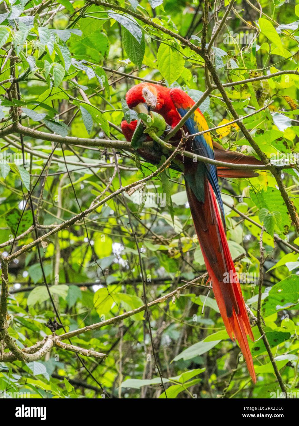 An adult scarlet macaw (Ara macao) feeding on fruit at Playa Blanca, Costa Rica, Central America Stock Photo