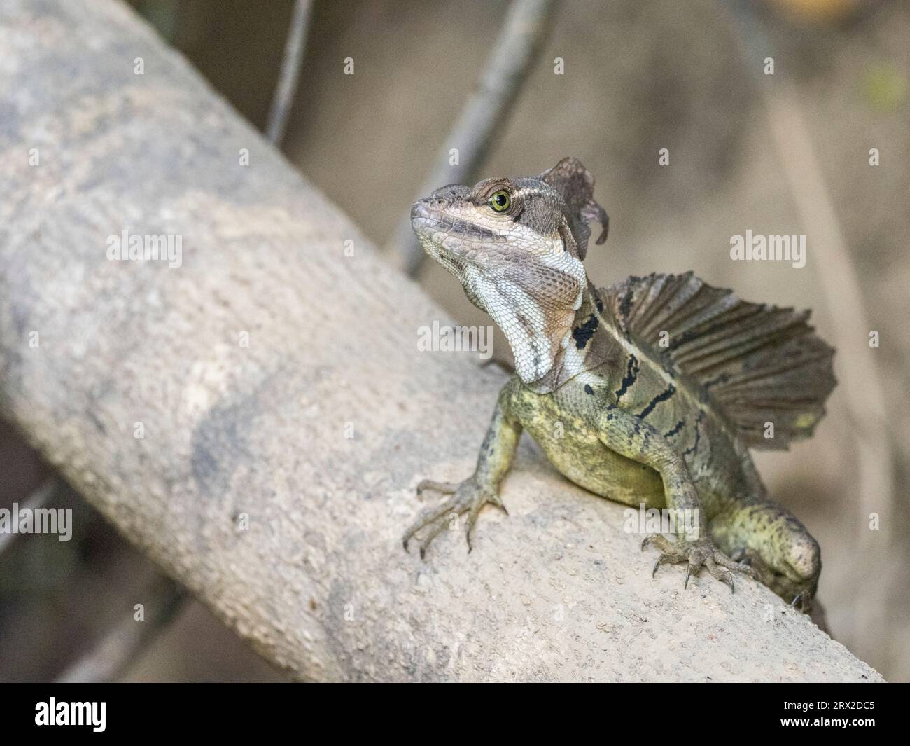 An adult male common basilisk (Basiliscus basiliscus) on a log next to a stream in Caletas, Costa Rica, Central America Stock Photo