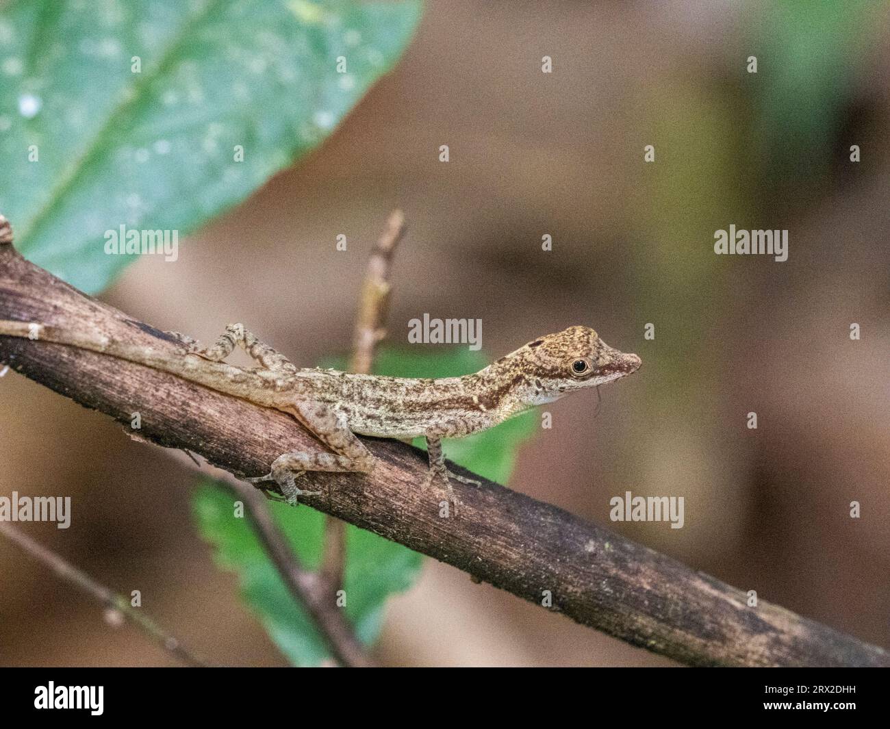 An adult border anole (Anolis limifrons) in a tree at Playa Blanca, Costa Rica, Central America Stock Photo