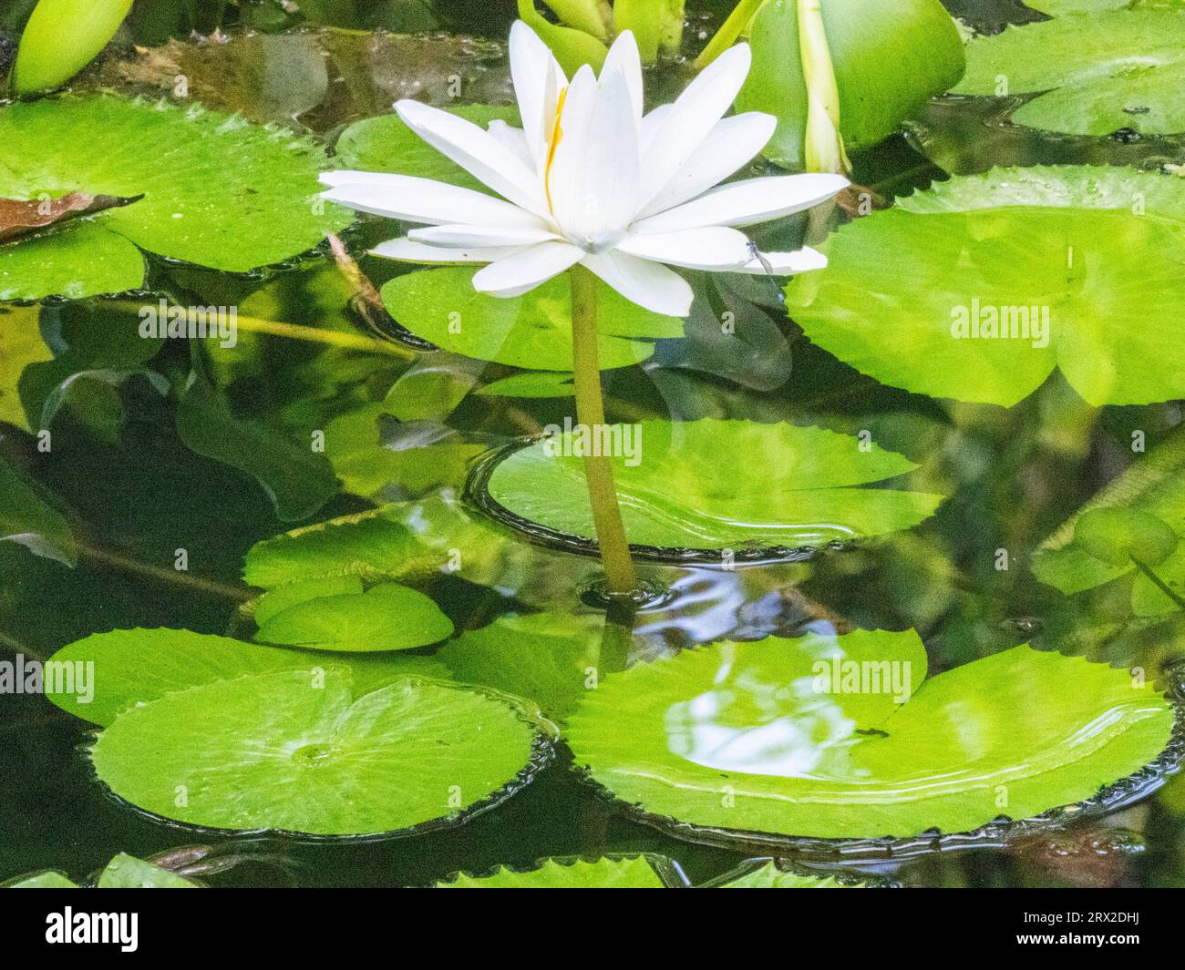 An Egyptian white water-lily (Nymphaea lotus) growing in the rainforest at Playa Blanca, Costa Rica, Central America Stock Photo