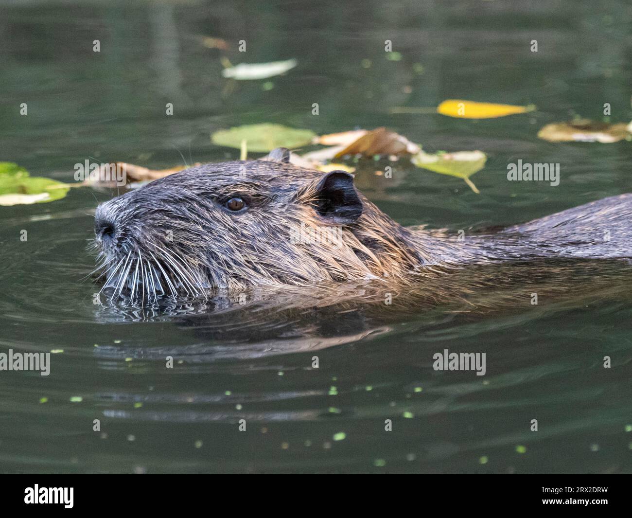 An adult nutria (Myocastor coypus), an invasive species introduced from South America, Spree Forest, Germany, Europe Stock Photo