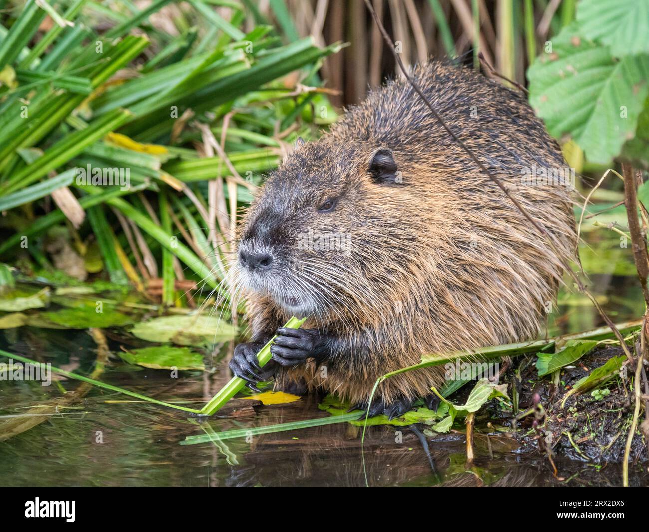 An adult nutria (Myocastor coypus), an invasive species introduced from South America, Spree Forest, Germany, Europe Stock Photo