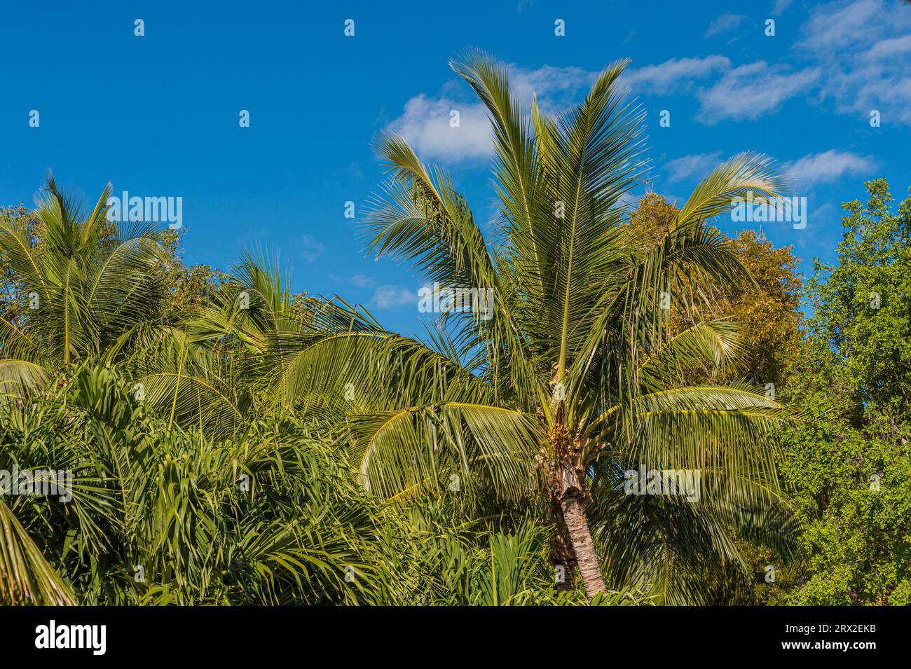 Palm trees, Key Largo Florida Keys, USA Stock Photo