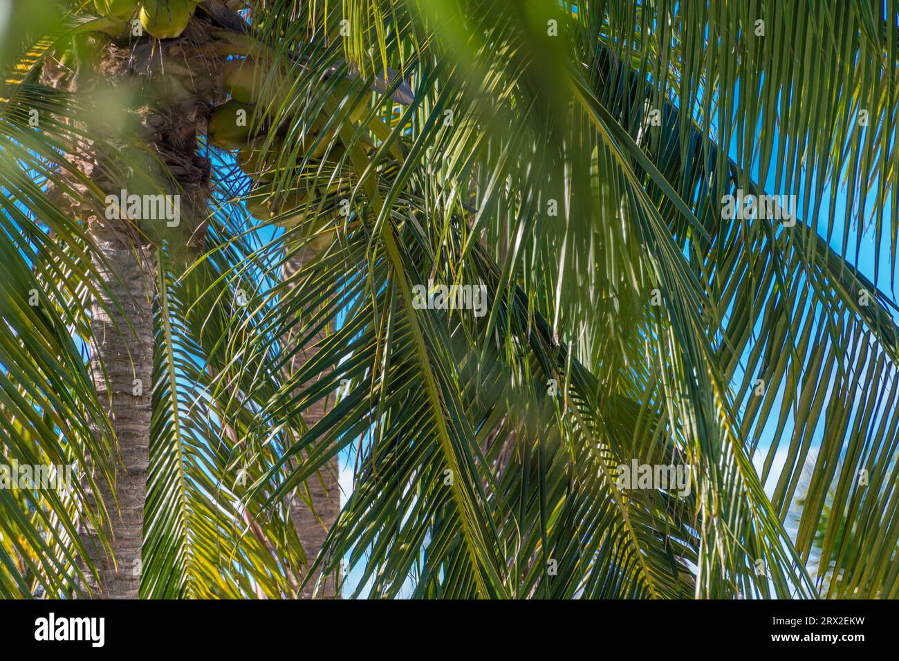 Palm trees detail, Key Largo Florida Keys USA Stock Photo