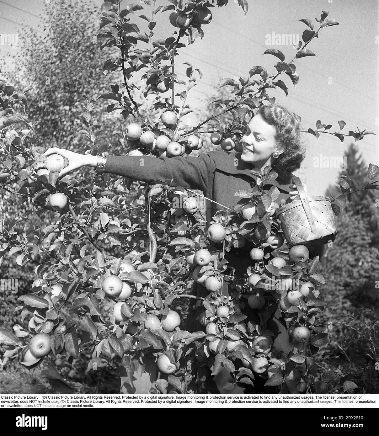 The apple tree in the 1940s. The young fashion model and actress Haide