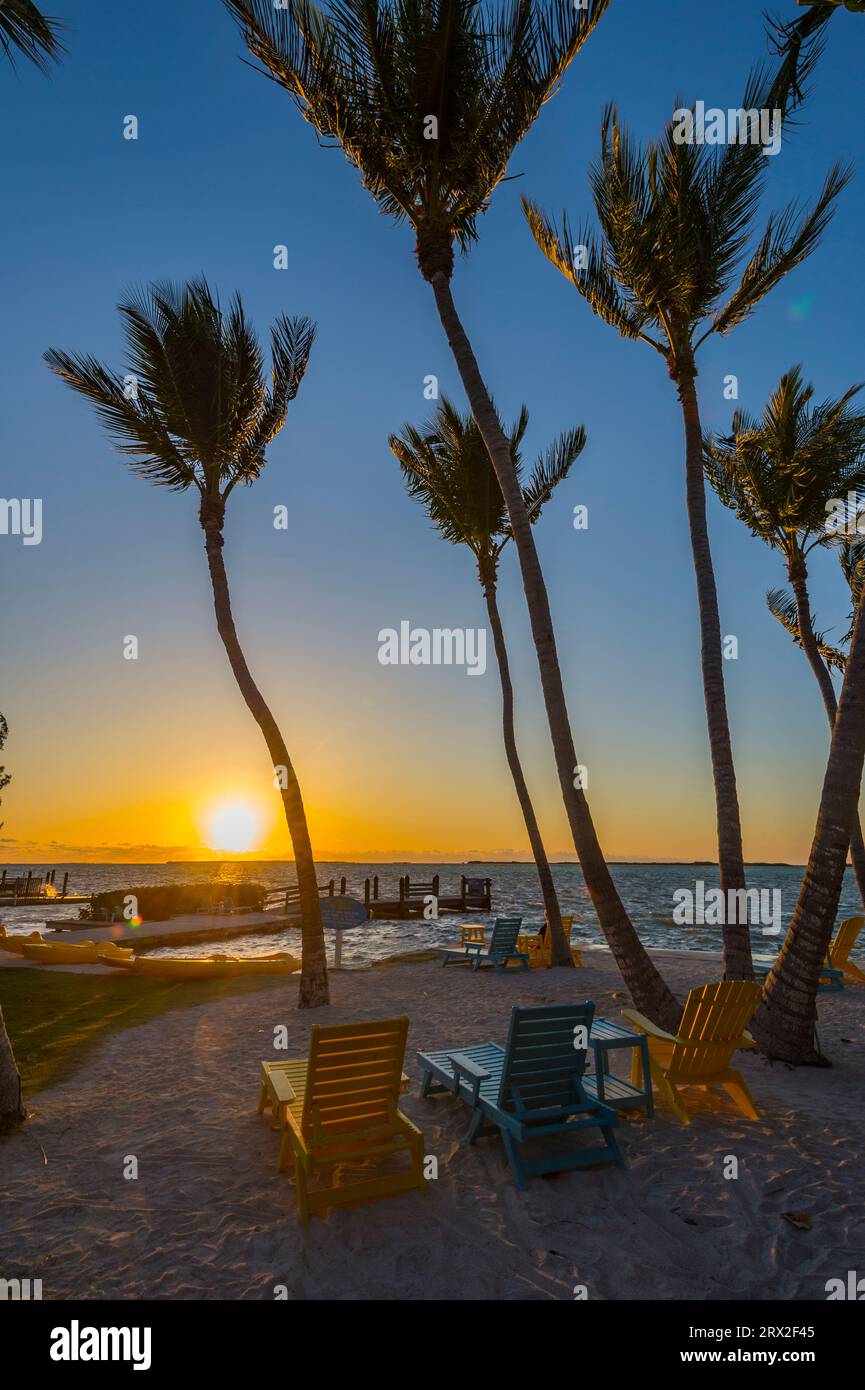 Sunset with tall palm trees at beach, Key Largo, Florida Keys USA Stock Photo