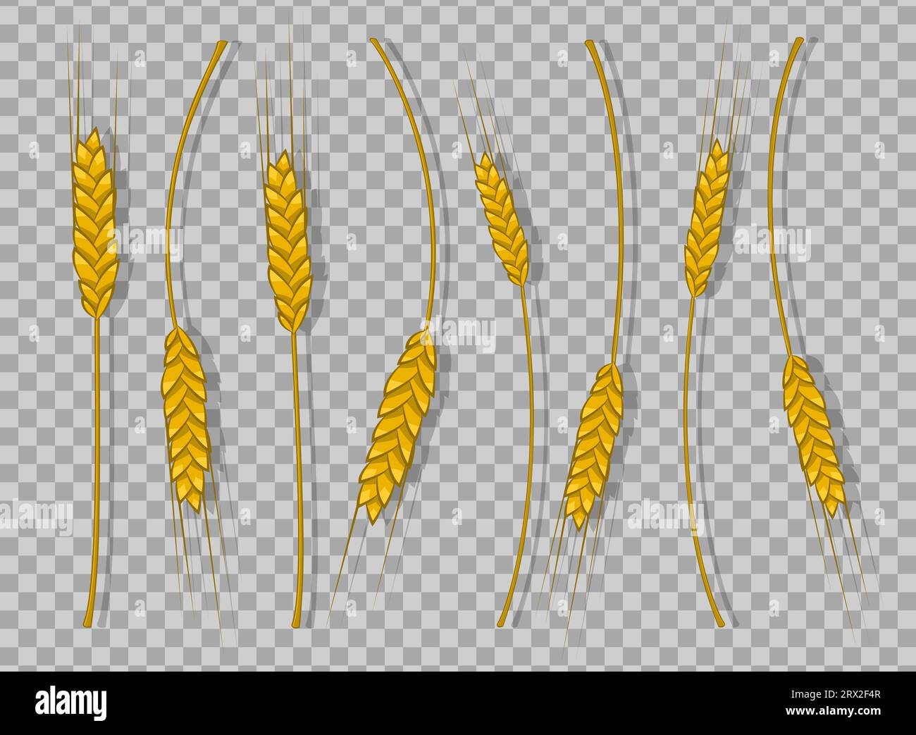 Spikes of wheat isolated, barley or rye are woven into one bundle on a ...