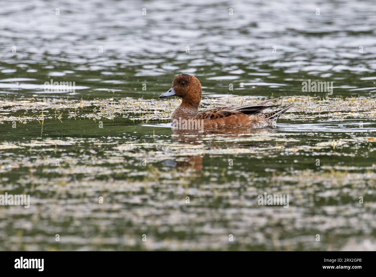 Eurasian Wigeon (Anas penelope) eclipse drake Norfolk July 2023 Stock