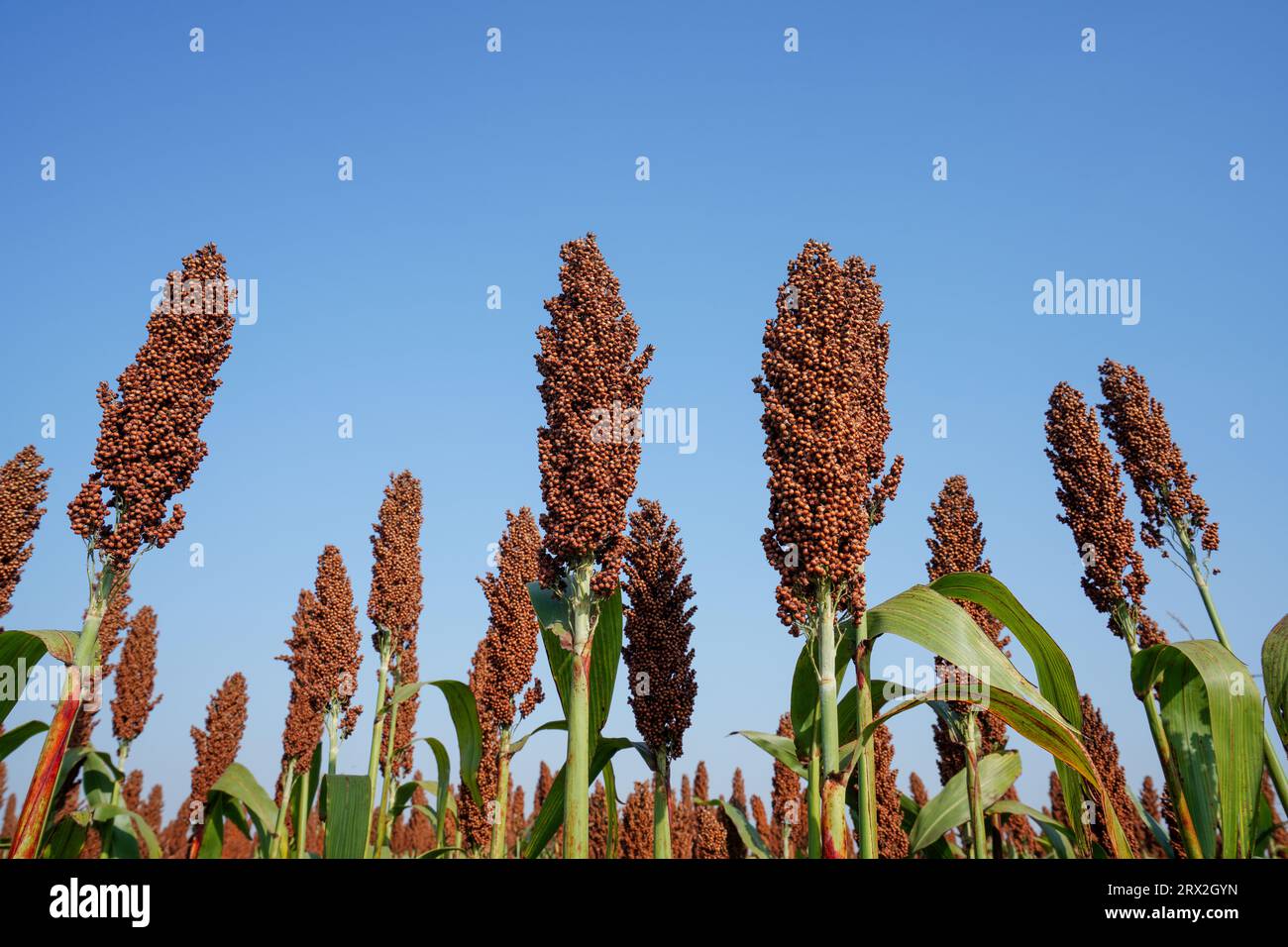 Sorghum pastoral hi-res stock photography and images - Alamy