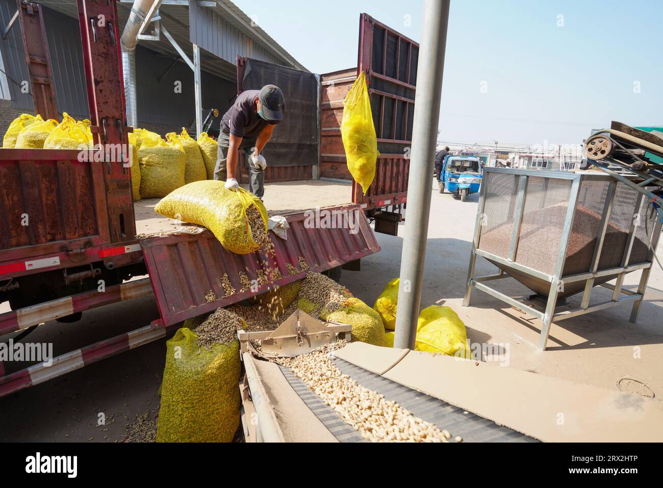 Luannan County, China - September 27, 2022: Farmers are shelling peanuts on a farm, North China Stock Photo