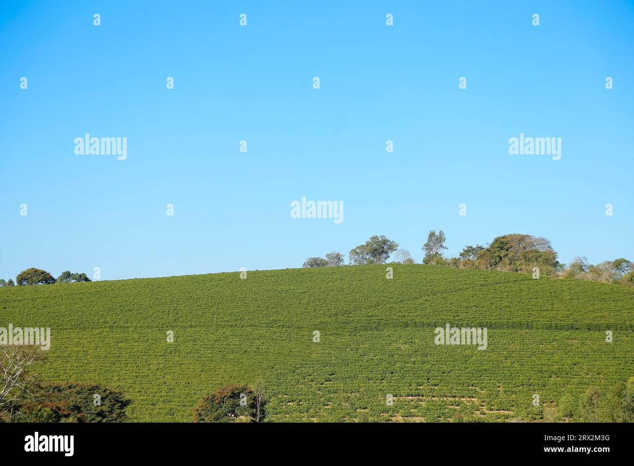 landscape with coffee tree and intense blue sky coffee farm coffee