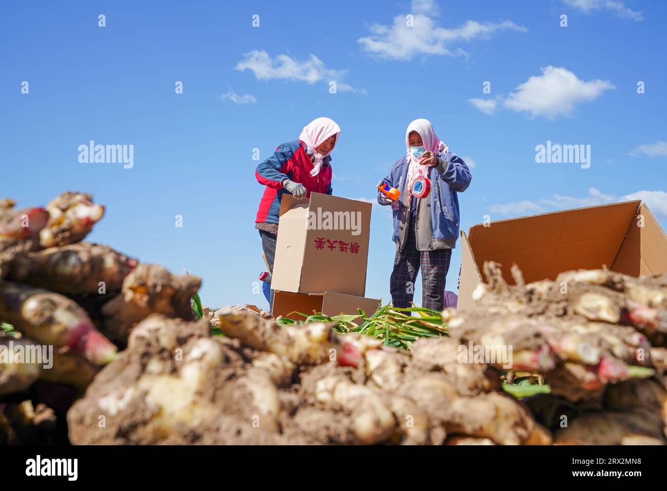 Luannan County, China - October 9, 2022: Farmers are making ginger ...