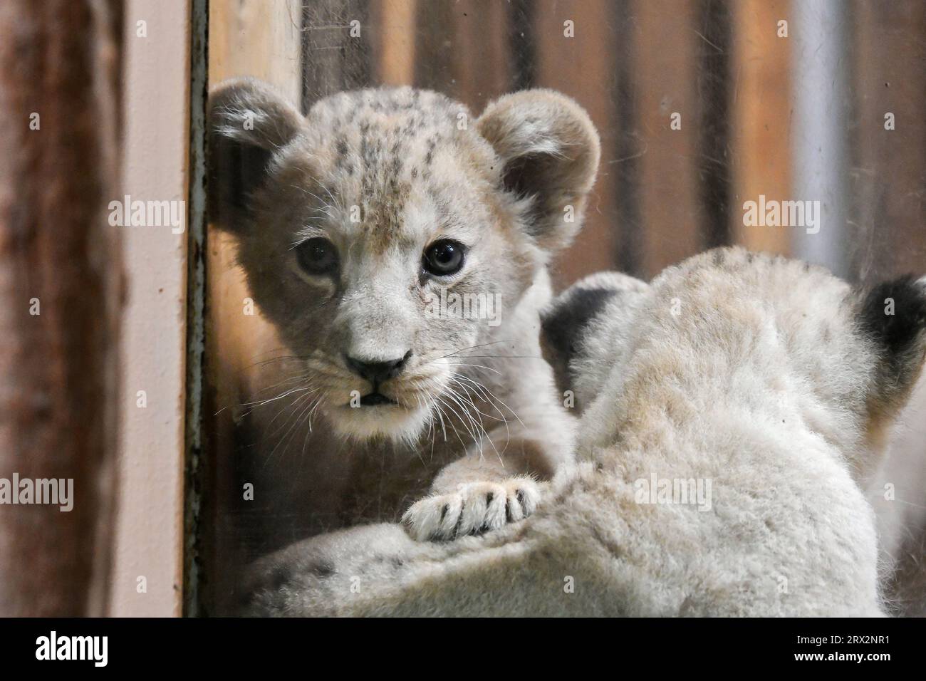 Zoo pilsen lion hi-res stock photography and images - Alamy