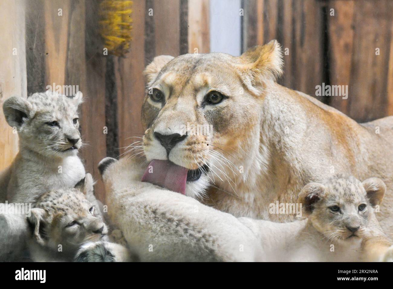 Zoo pilsen lion hi-res stock photography and images - Alamy