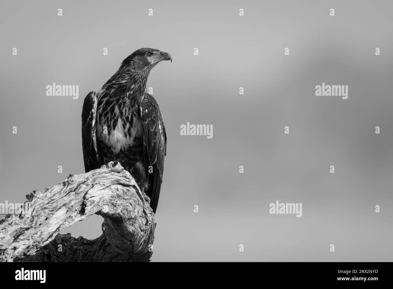 Mono juvenile African fish eagle on log Stock Photo - Alamy