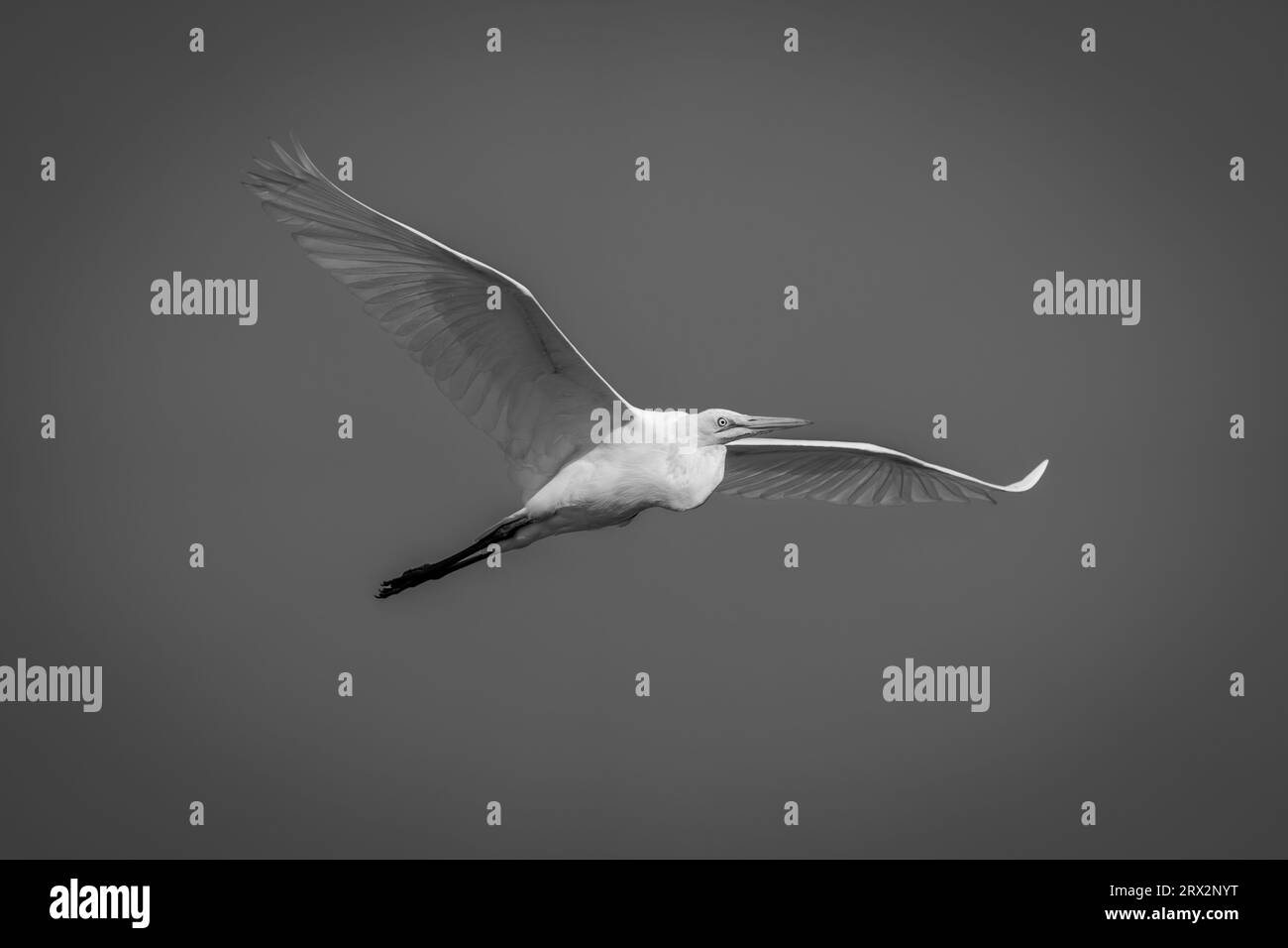 Mono great egret glides through blue sky Stock Photo