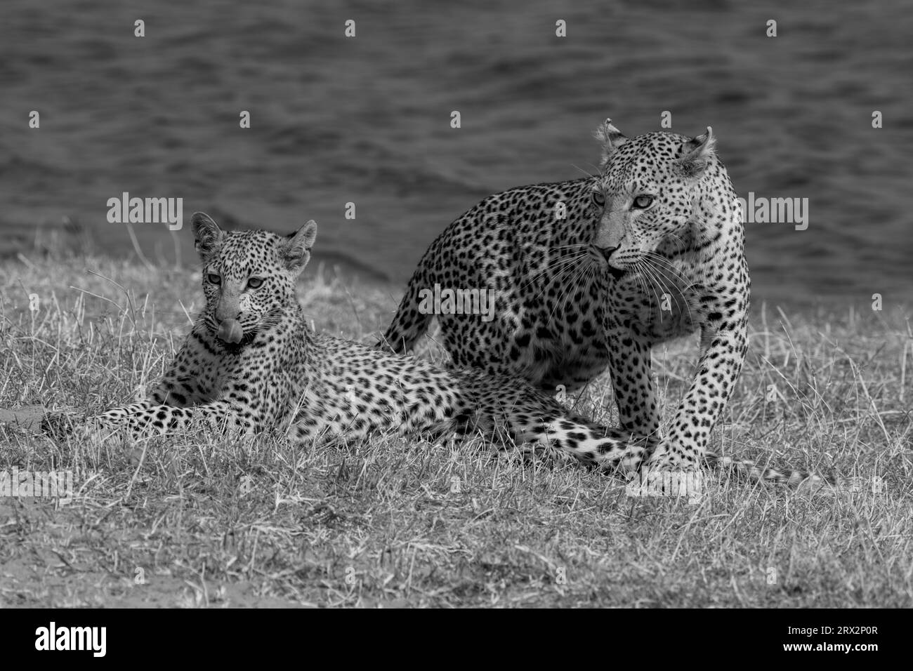African leopard cub Black and White Stock Photos & Images - Alamy