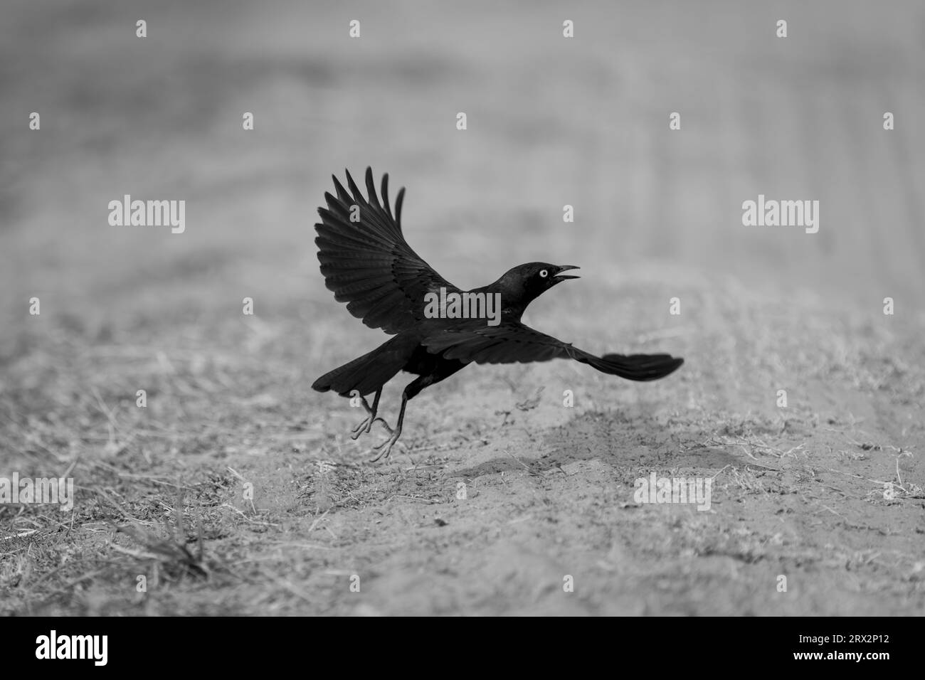 Mono greater blue-eared starling flies over sand Stock Photo