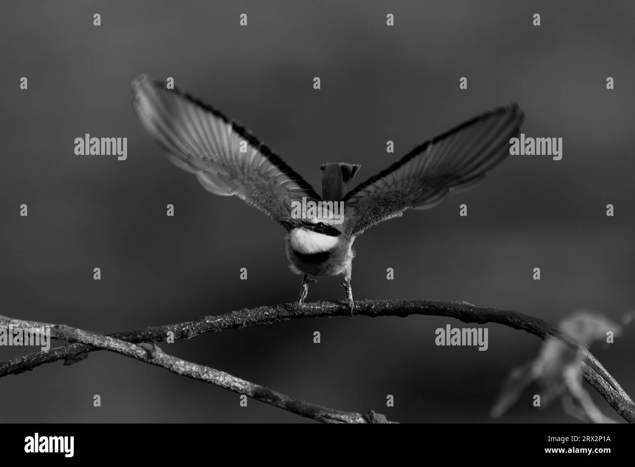 Mono little bee-eater takes off from branch Stock Photo