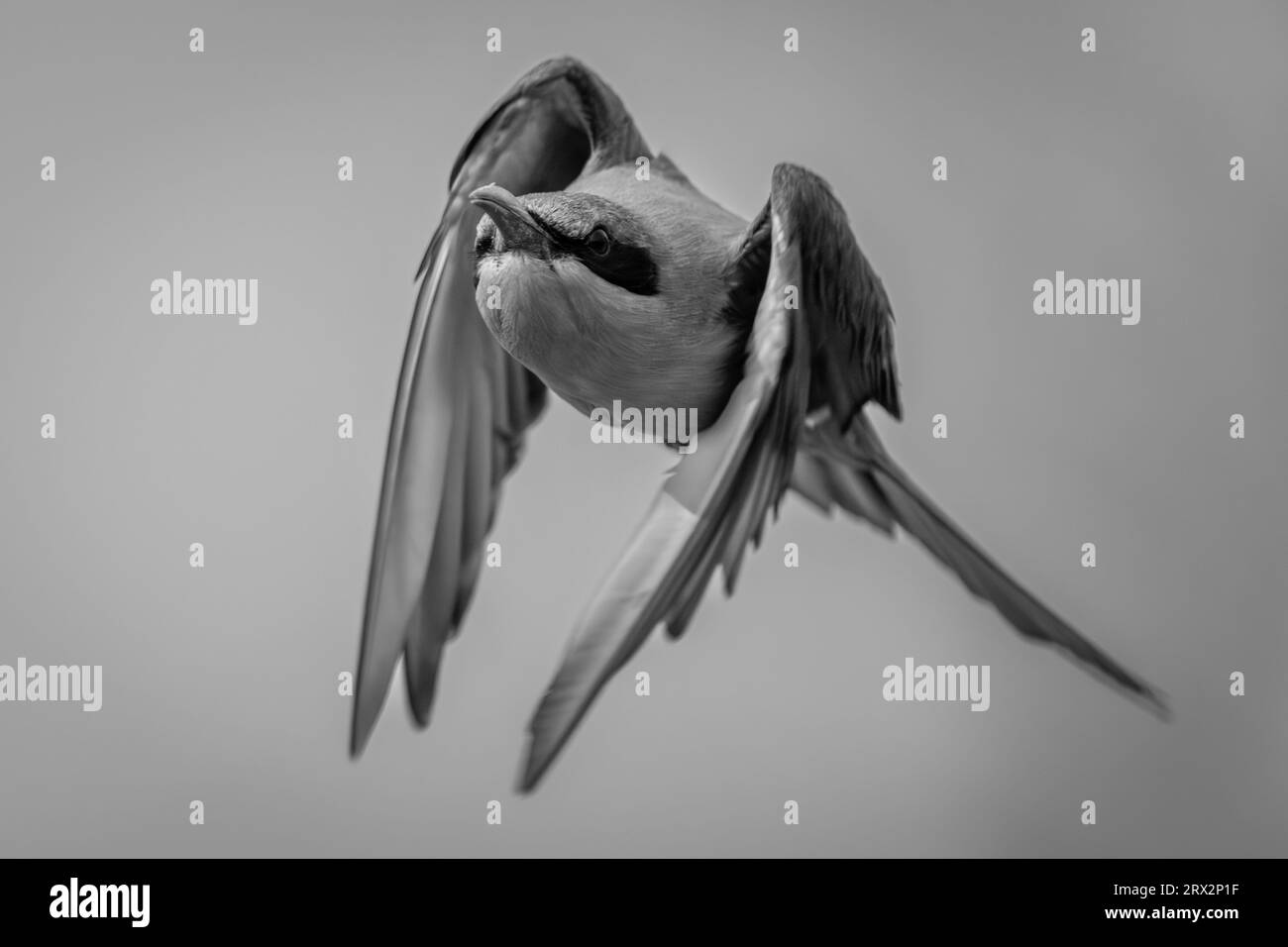 Botswana birds Black and White Stock Photos & Images Alamy