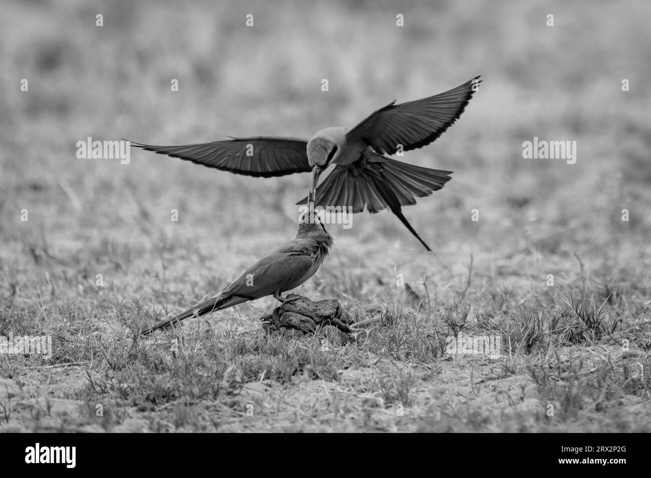 Botswana birds Black and White Stock Photos & Images Alamy