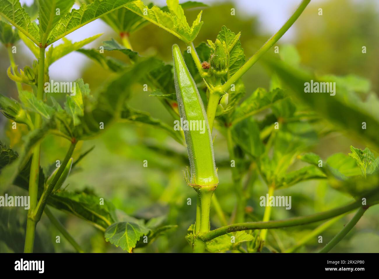 Lady finger plant hires stock photography and images Alamy