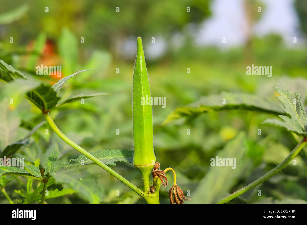 Close up of Okra.Lady fingers. Ladyfingers or okra vegetable on plant in farm. Plantation of