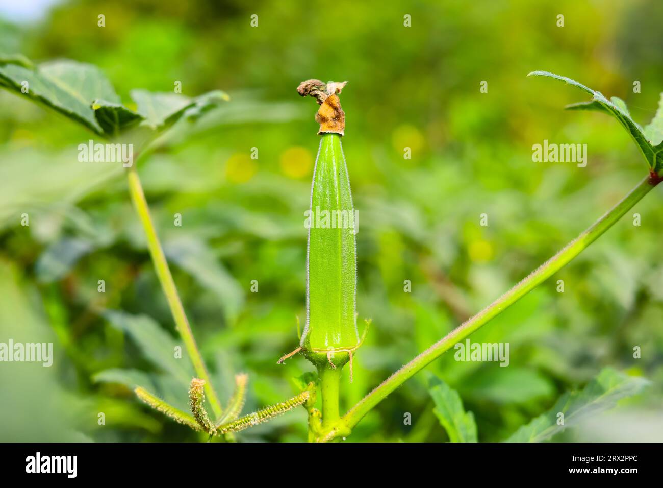 Close up of Okra.Lady fingers. Ladyfingers or okra vegetable on plant in farm. Plantation of